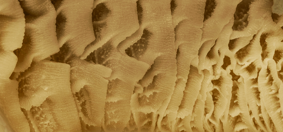 Lamb Tripe