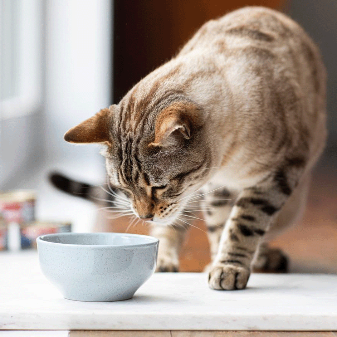 Hydrating Your Cat: What You Need To Know