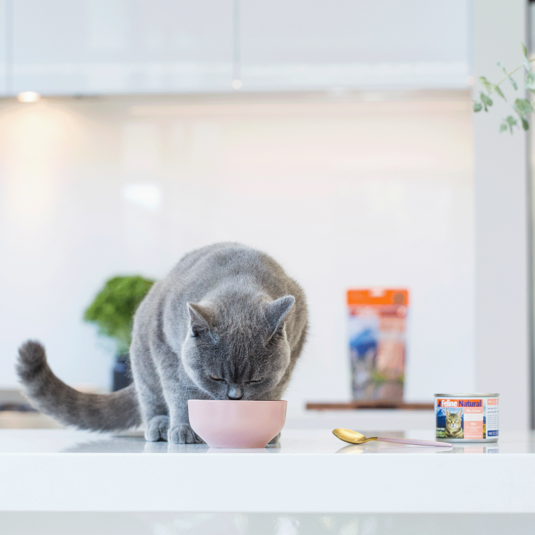 Switching Pet Food: Transitioning To A New Diet