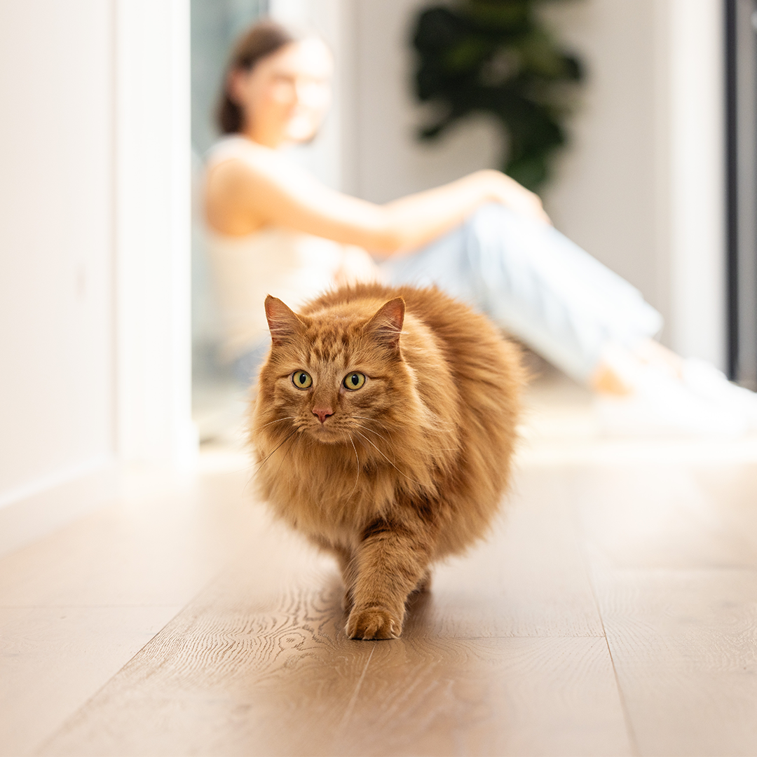Blocked Cats – What Every Cat Owner Needs To Know