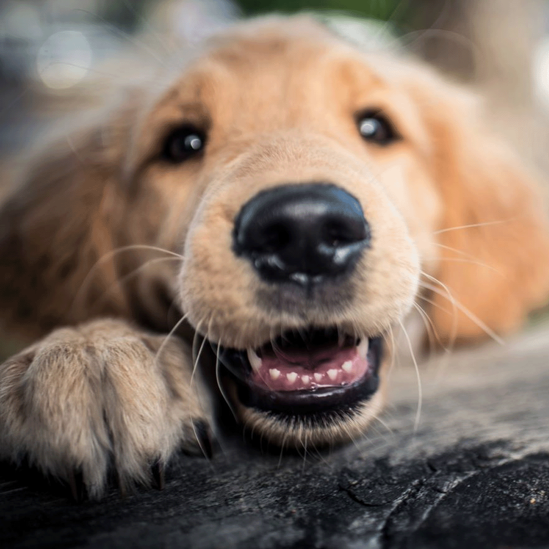 The Dental Diet: The Low-down On Healthy Teeth