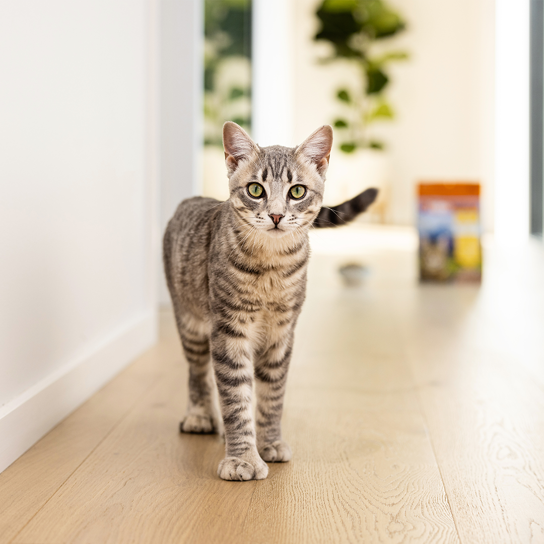 What To Feed Your New Kitten