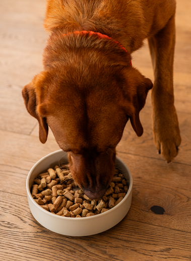 How to feed your pet