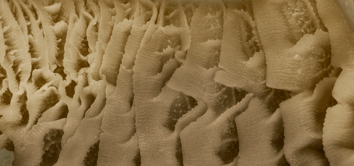 Beef Tripe