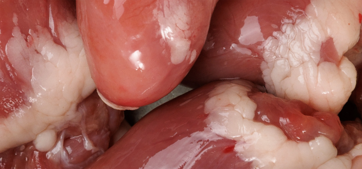 Chicken Heart
