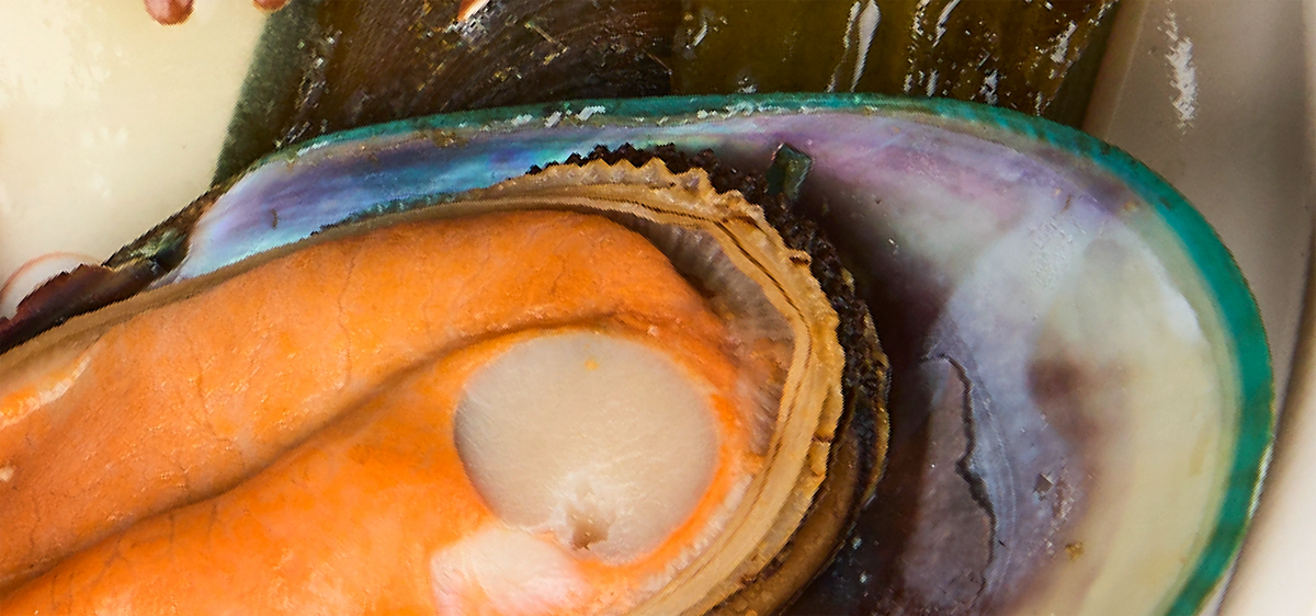 New Zealand Green Mussel