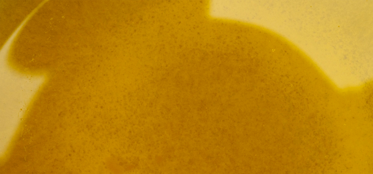 Sunflower Oil