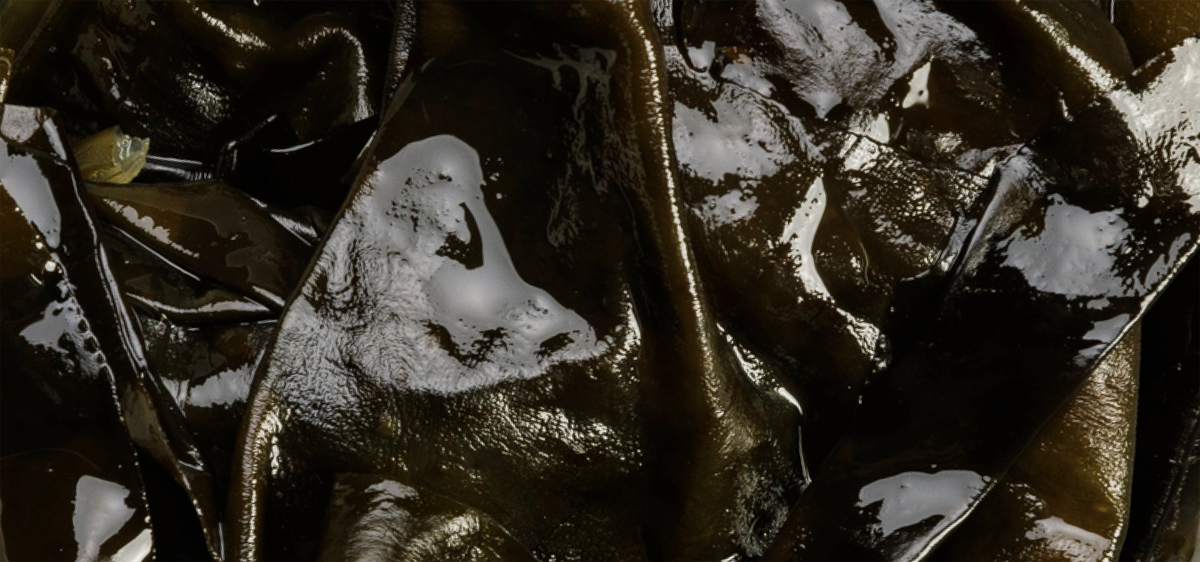 Kelp