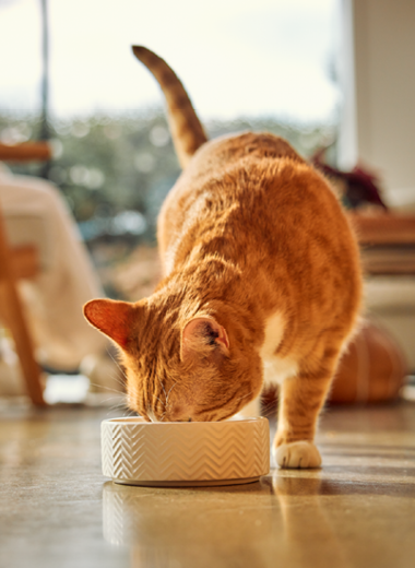 About Our Subscriptions